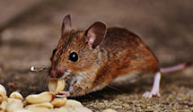 24 Hour & Emergency Exterminators in Cumberlnd Ctr, ME